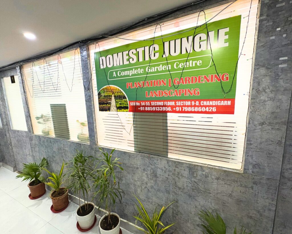 Domestic_Jungle_Office_Image